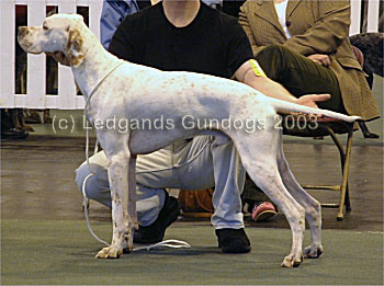 1st Post Graduate Dog